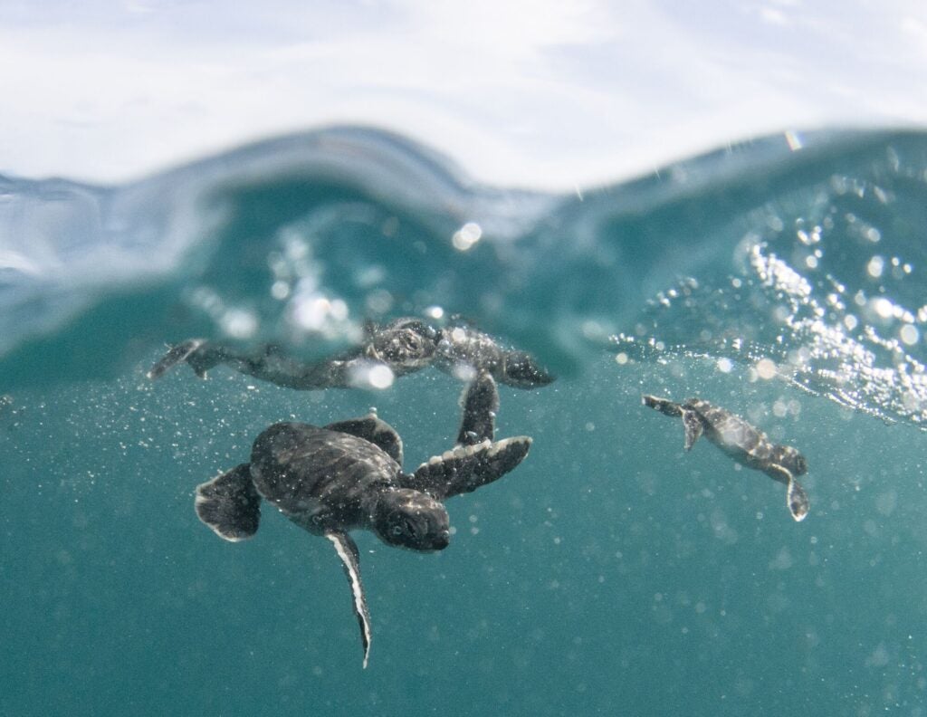 Baby Hawaiian Green sea turtle / honu (Chelonia mydas) are released into deep water away from predators at French Frigate Shoals near Tern Island.