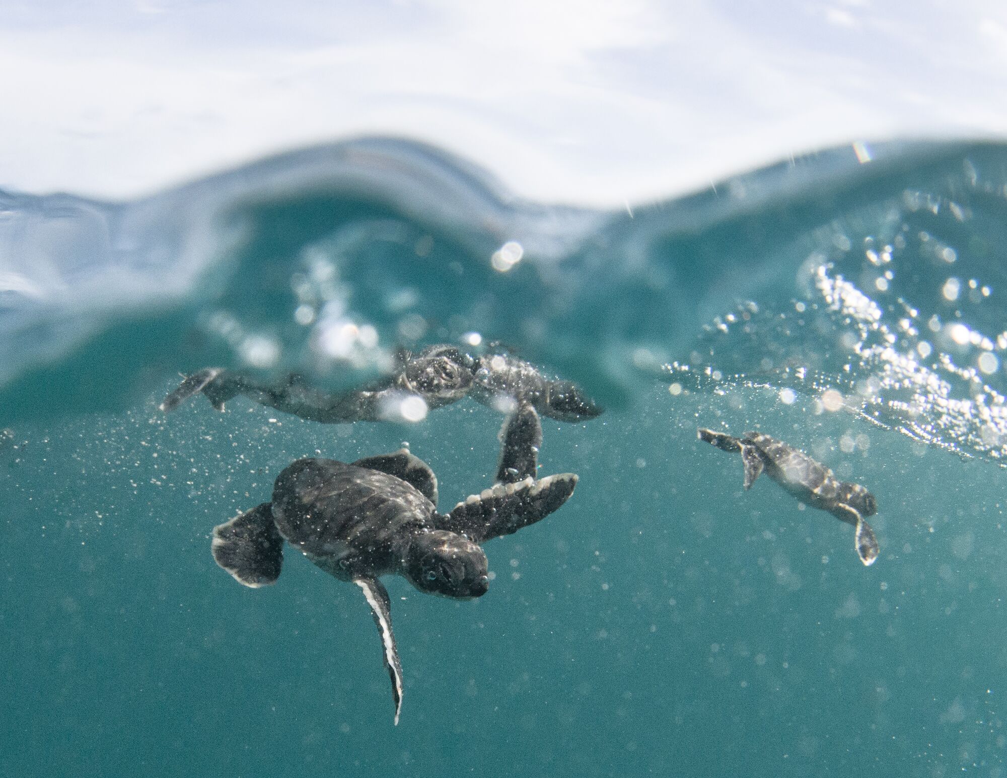 Baby Honu - 2000x1546 Baby Hawaiian Green sea turtle / honu (Chelonia mydas) are released into deep water away from predators at French Frigate Shoals near Tern Island.