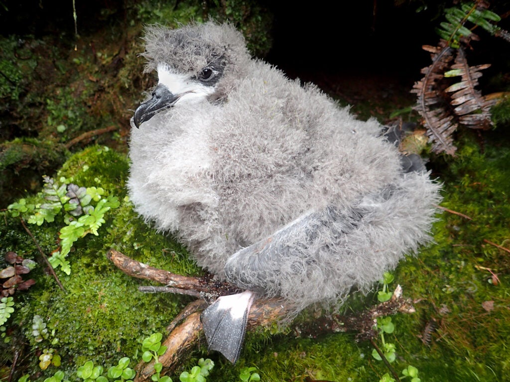 A Hawaiian Petrel chick on on Kaua'i. (Andre Raine)