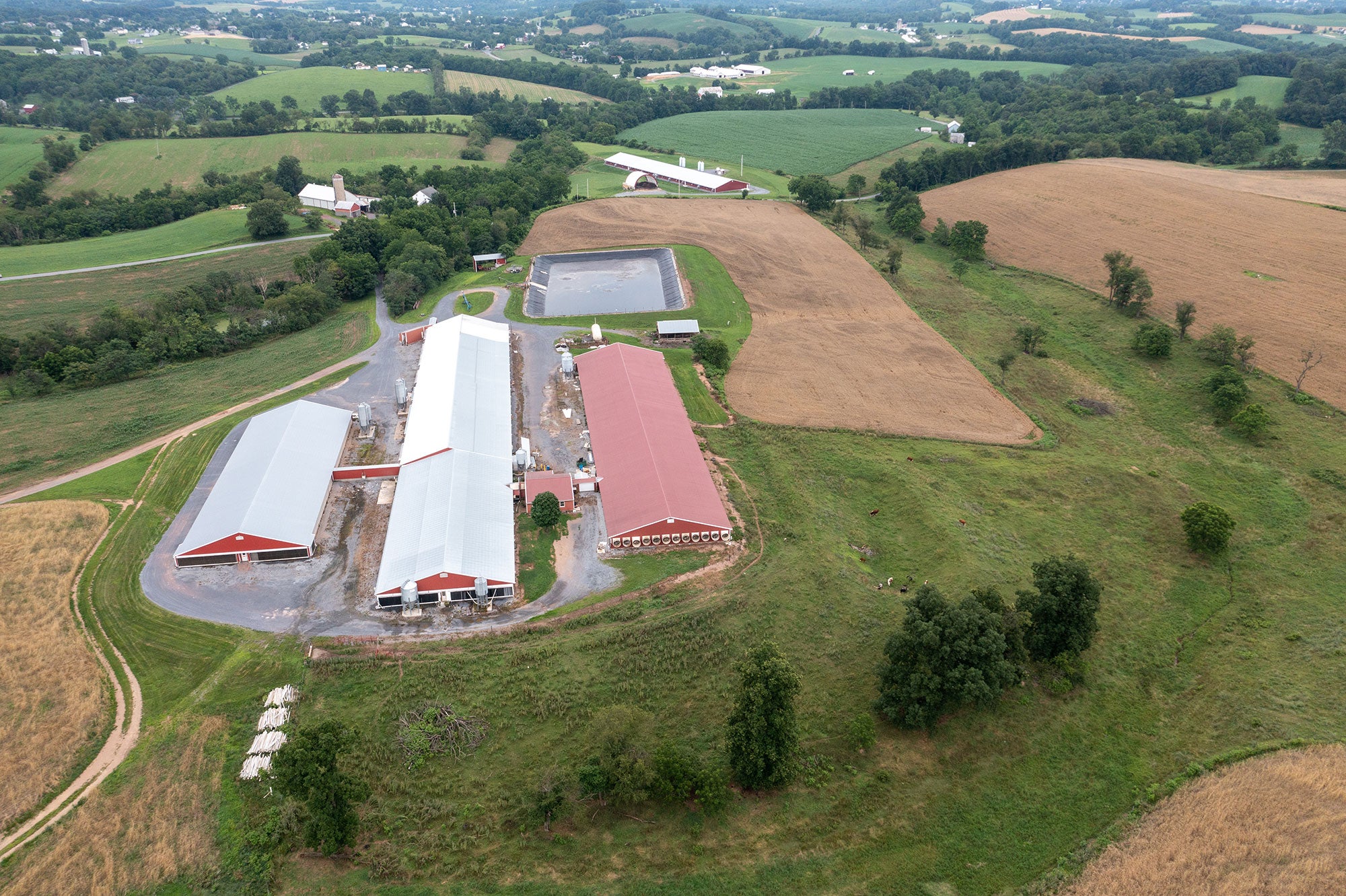 poultry-cafo-aerial_we-animals The west side of chicken houses and a large, foul-smelling slurry pit on a multi-building industrial egg-production farm.