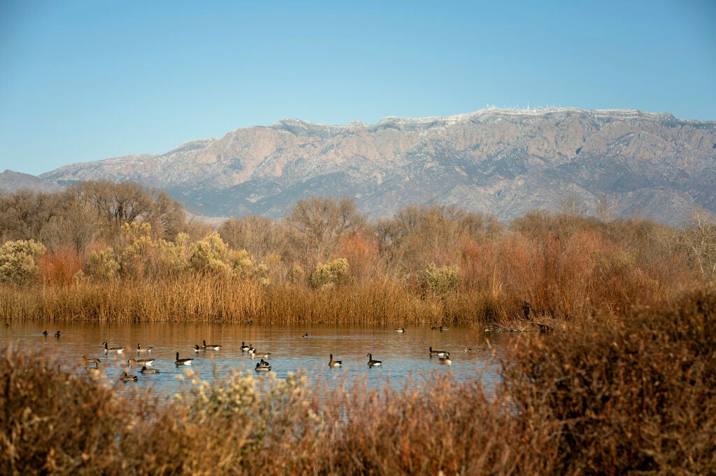 Geese and waterfowl swim in a pond with mountains in the background.