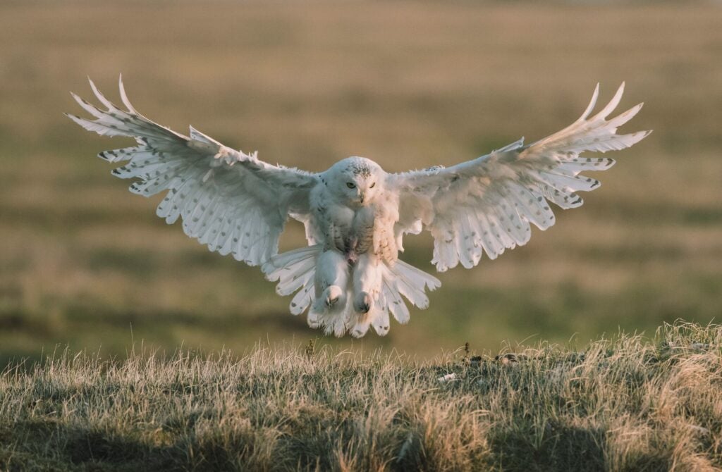 A snowy owl in the western Arctic. Earthjustice has fought for decades on multiple fronts to protect this irreplaceable region. (Kiliii Yuyan for Earthjustice)