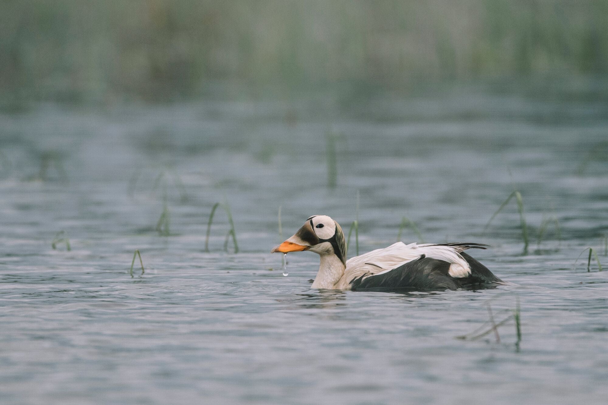 Photos of migratory birds around the Lake Teshekpuk area in the Western Arctic (Kiliii Yuyan for Earthjustice)