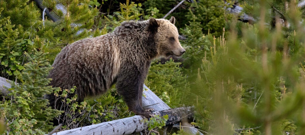 A grizzly bear in Yellowstone National Park.