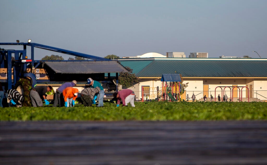 Agriculture workers in a field next to an elementary school.