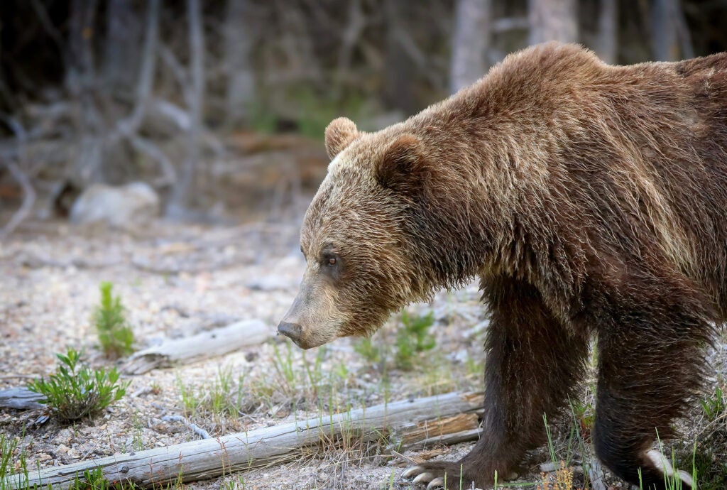 Grizzly bear near Roaring Mountain in Yellowstone National Park. (A. Falgoust / NPS)