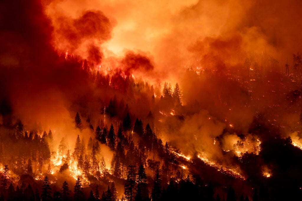 A landscape photo of burning trees. The photo is orange and black.