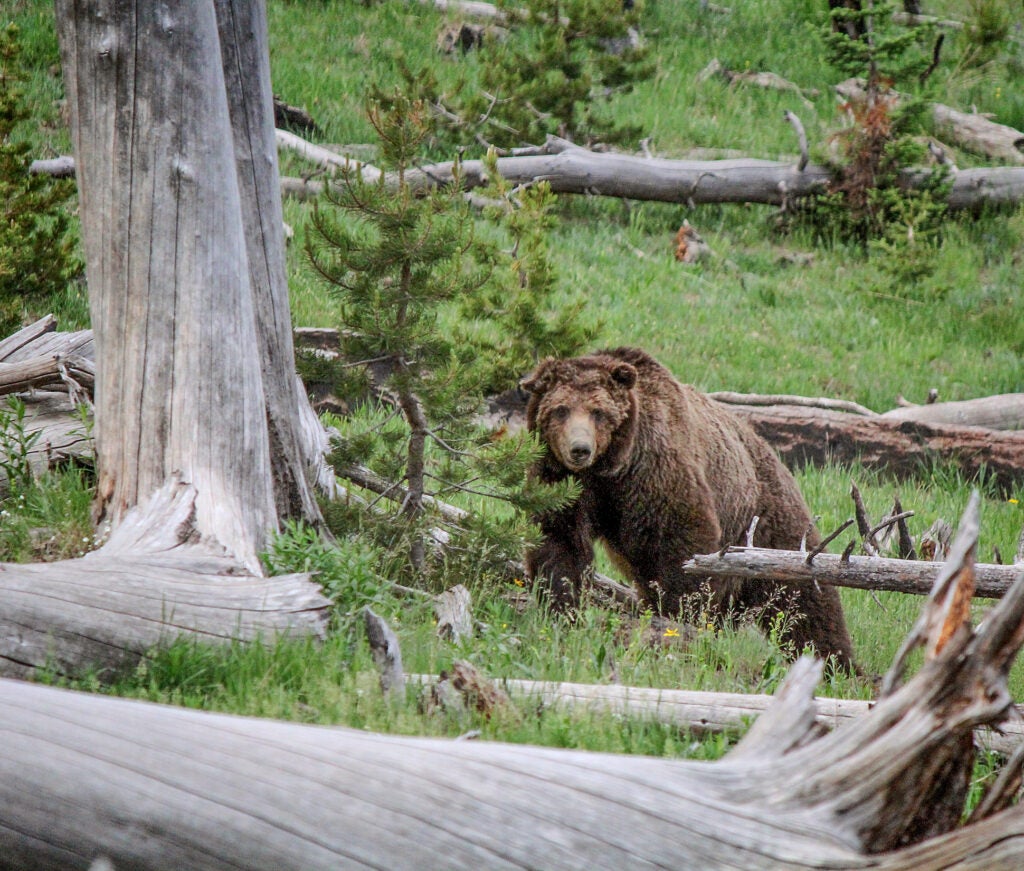 A large bear surrounded by pine trees, many of them dead.