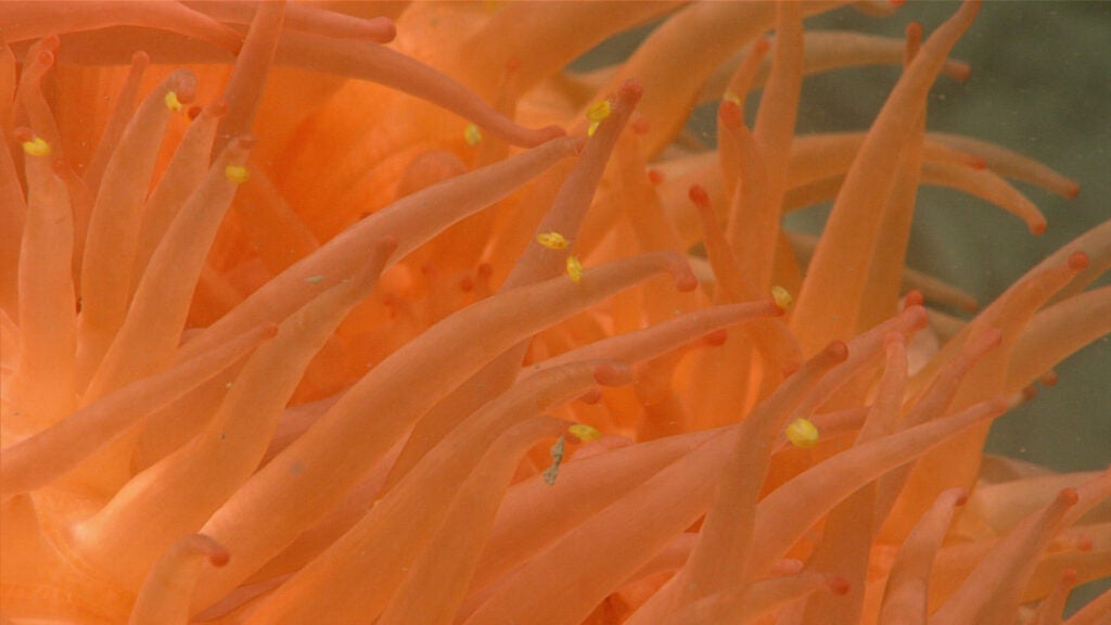 Outstretched tentacles of an orange anemone with small yellow amphipods swimming among them on the seafloor of the Gulf of Alaska.