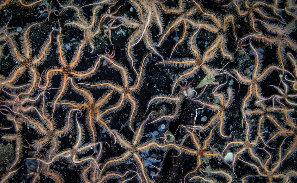 Brittle stars carpeting the seafloor at Surveyor Seamount in the Gulf of Alaska.