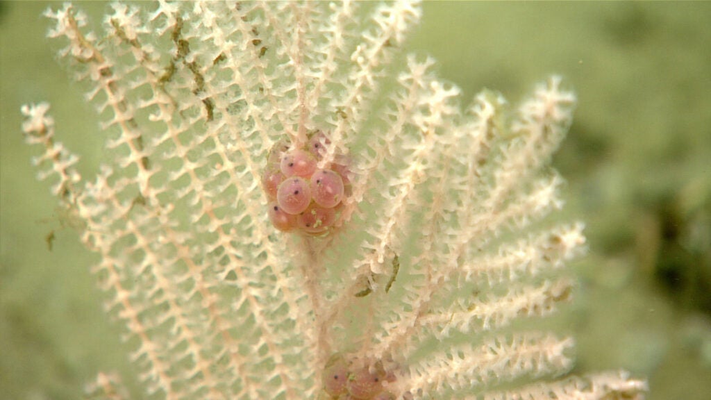 A collection of small eggs, potentially from a snailfish, are attached to a coral on the seafloor of the Gulf of Alaska. Small black eyes can be seen through the egg cases.