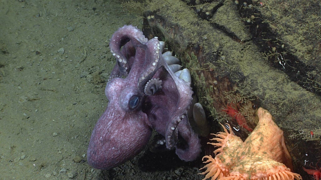 A mother octopus guards a clutch of eggs attached to a rock in Noyes Canyon in the Gulf of Alaska. The eyes and tentacles of the baby octopuses can be seen within the eggs.