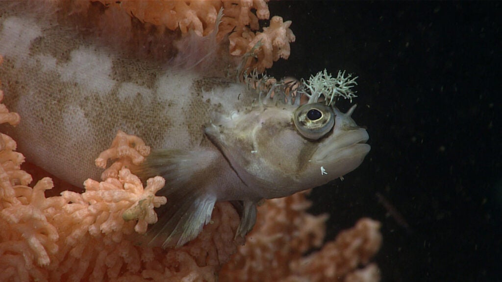 A decorated warbonnet fish sits perched in a coral in the Gulf of Alaska. (Seascape Alaska / NOAA Ocean Exploration)