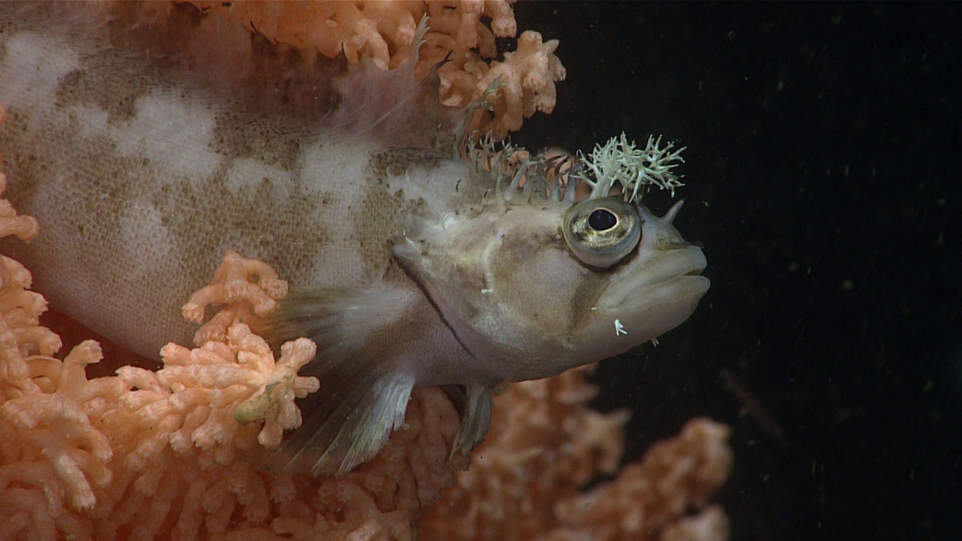 A decorated warbonnet fish sits perched in a coral.