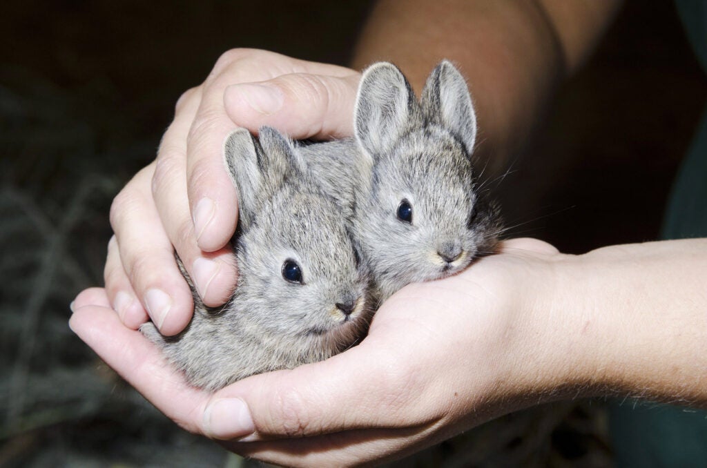 A biologist holds two Columbia Basin pygmy rabbits as part of a captive breeding program at the Oregon Zoo. Dozens of the animals died in a recent wildfire in Washington. (Photo Courtesy of Oregon Zoo)