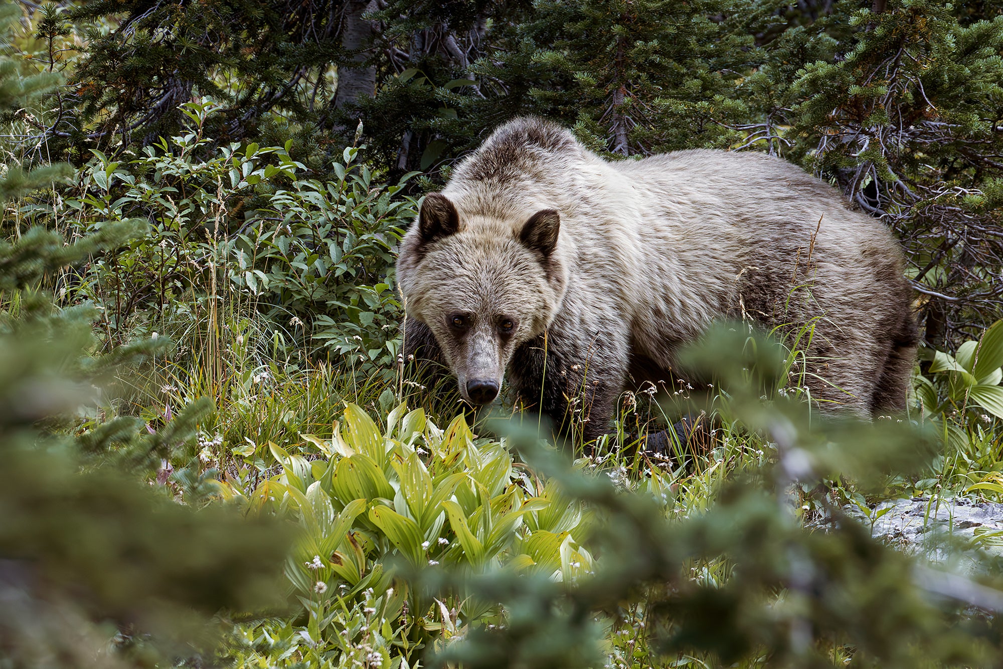 A large bear looking at the camera surrounded by trees and vegetation.