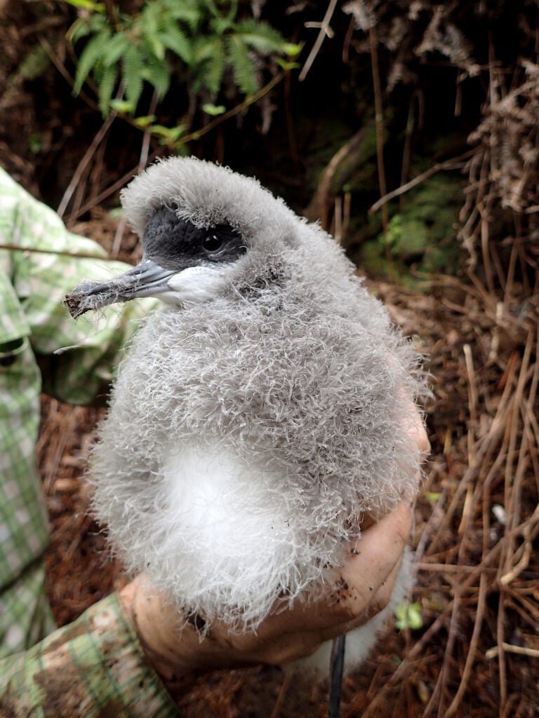 A fluffy gray bird chick being held in adult hands.
