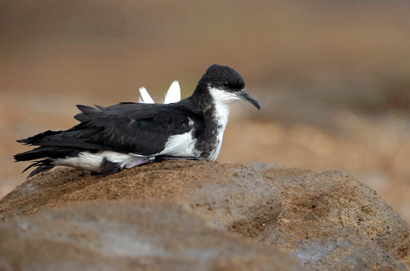 A bird with a black back and a white breast sits on a tan rock.