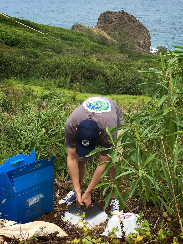 A man bends over to put a small bird into a man made hole in an area with vegetation, with the ocean in the background.