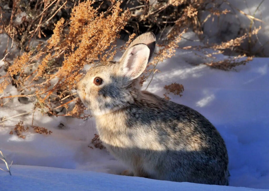 Pygmy rabbits depend on the sagebrush sea habitat to protect them from predators and for the majority of their diet. (Photo Courtesy of Washington Department of Fish and Wildlife)