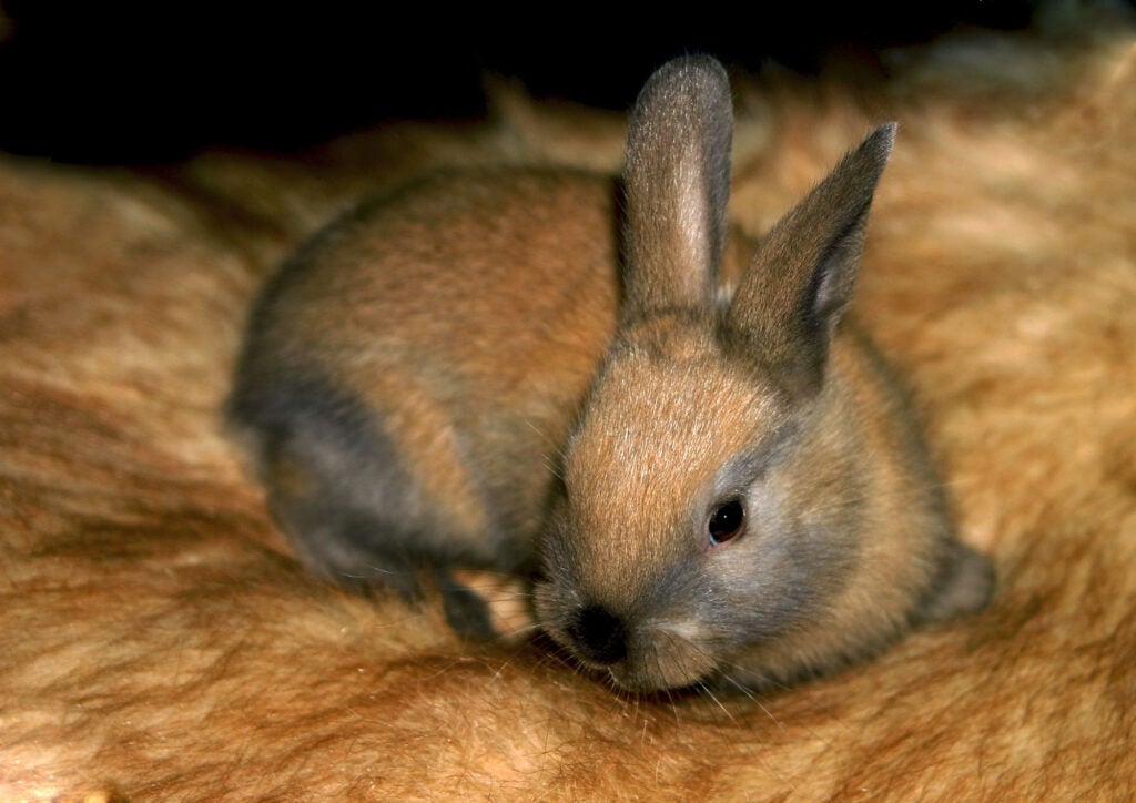 Pygmy rabbits are found in parts of Wyoming, Utah, Idaho, Nevada, Montana, Colorado, California, and Oregon.  (Serhano / Getty Images)