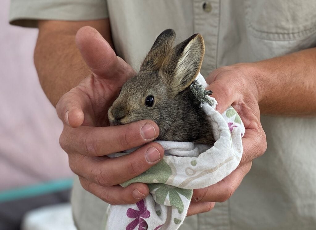 A pygmy rabbit (Brachylagus idahoensis).