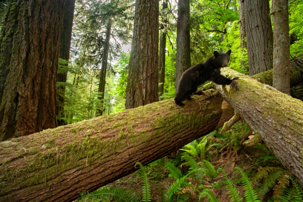 A black bear cub climbs on fallen Douglas firs in the Siuslaw National Forest in western Oregon. (David Herasimtschuk)