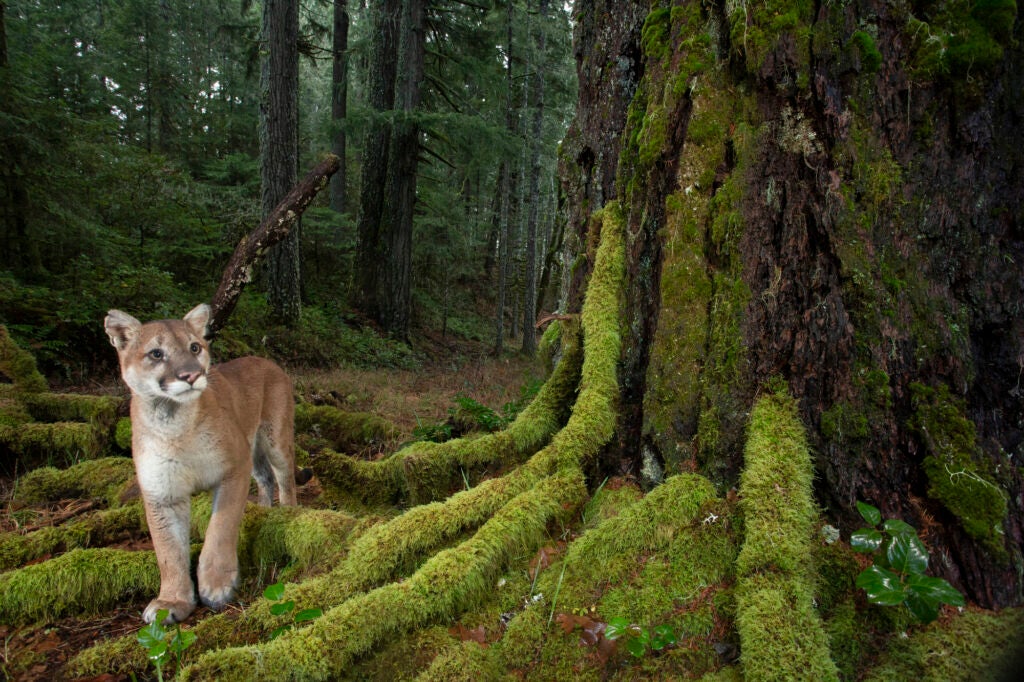 A mountain lion walks in a forest at the base of a large, moss covered tree.