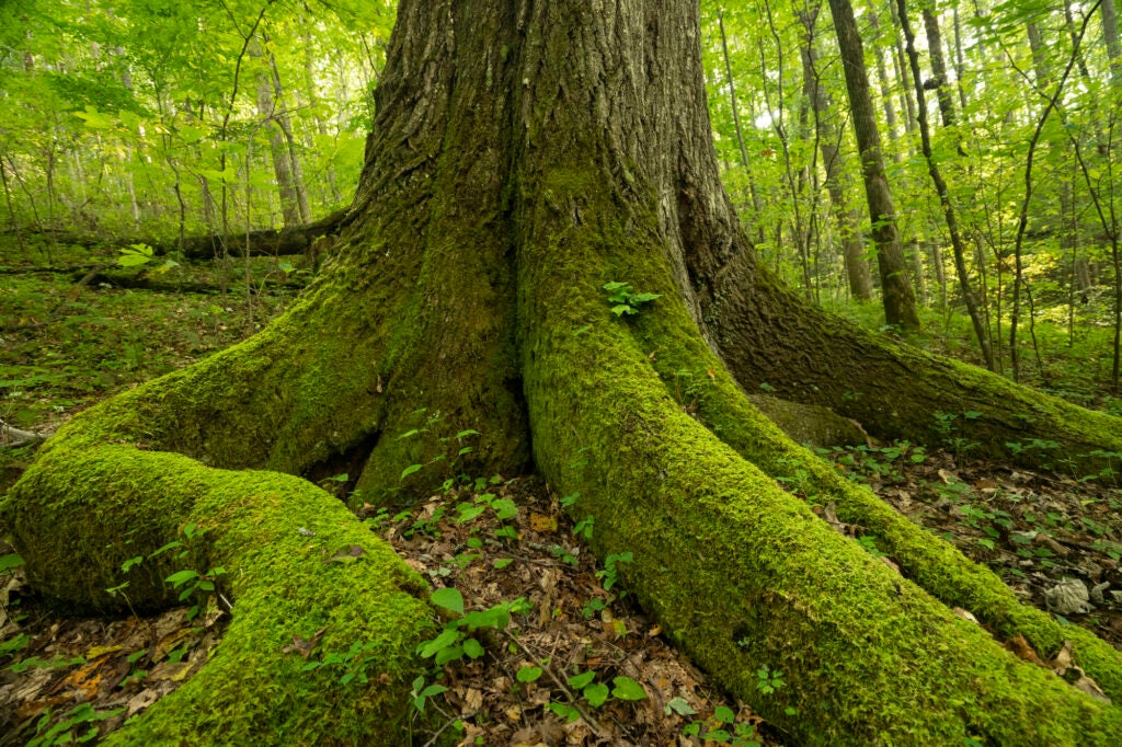 The base of a large tree with large, moss covered roots