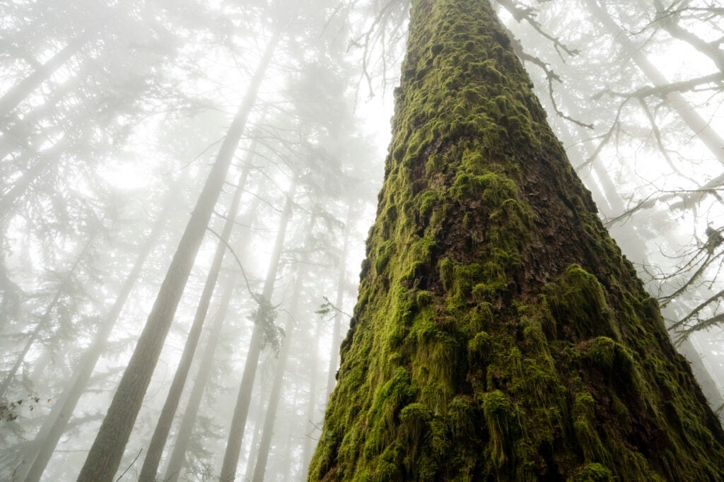 An old-growth Douglas fir stands in the fog in the Siuslaw National Forest in western Oregon. (David Herasimtschuk)