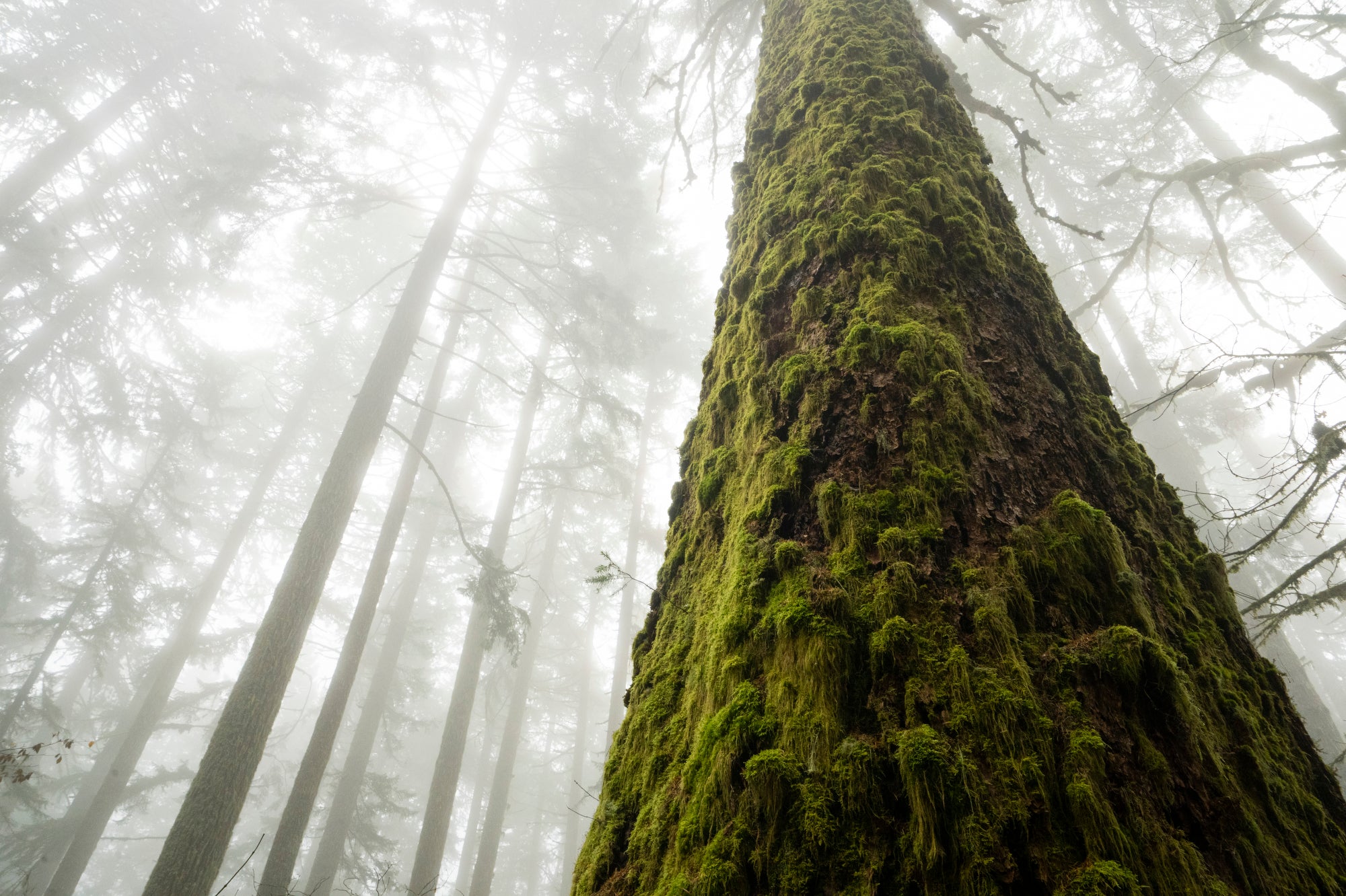 An up angle photo of a large mossy tree in a foggy forest.