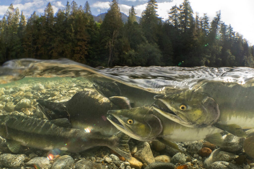 A half-dozen salmon swim underwater in a photo that also shows the forest in the background above the water.