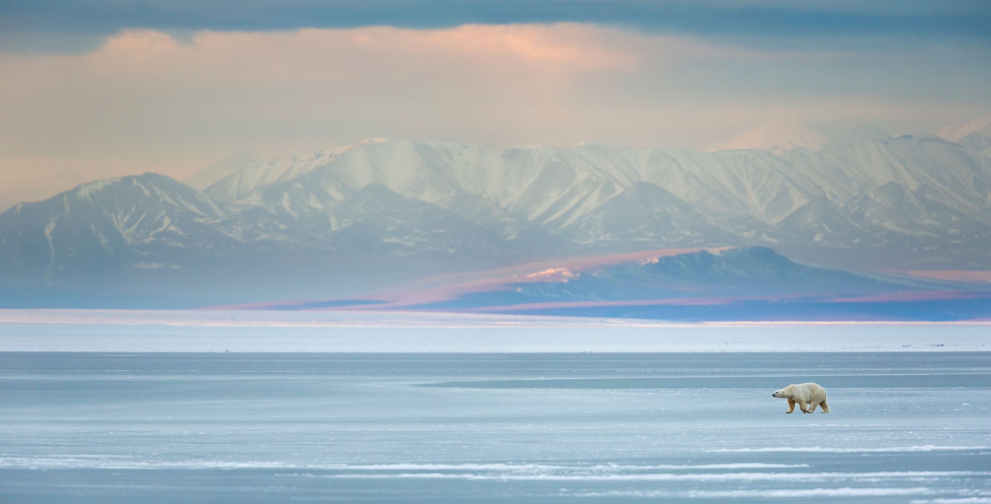 A polar bear walks across the ice in the Beaufort Sea, near the Arctic National Wildlife Refuge.