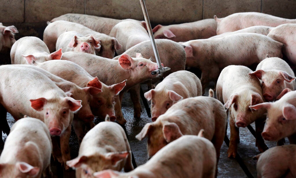 A group of small pigs standing around on a concrete pad.