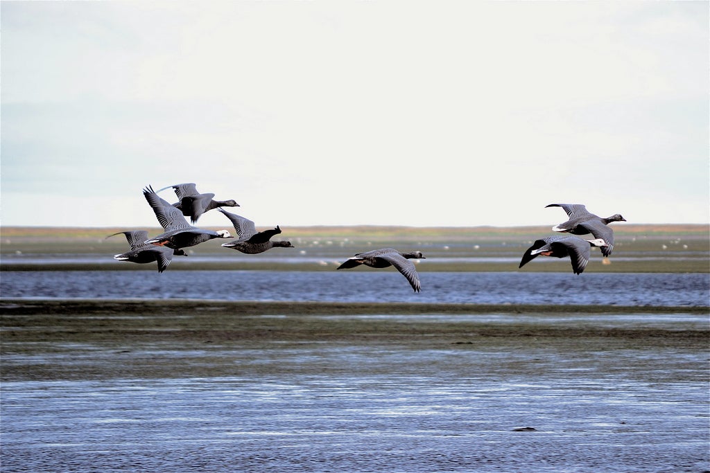 Emperor geese in flight at Izembek National Wildlife Refuge, AK.