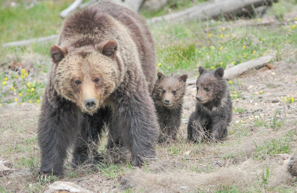 Grizzly bear sow and cubs near Roaring Mountain in Yellowstone National Park. (Eric Johnston / NPS)