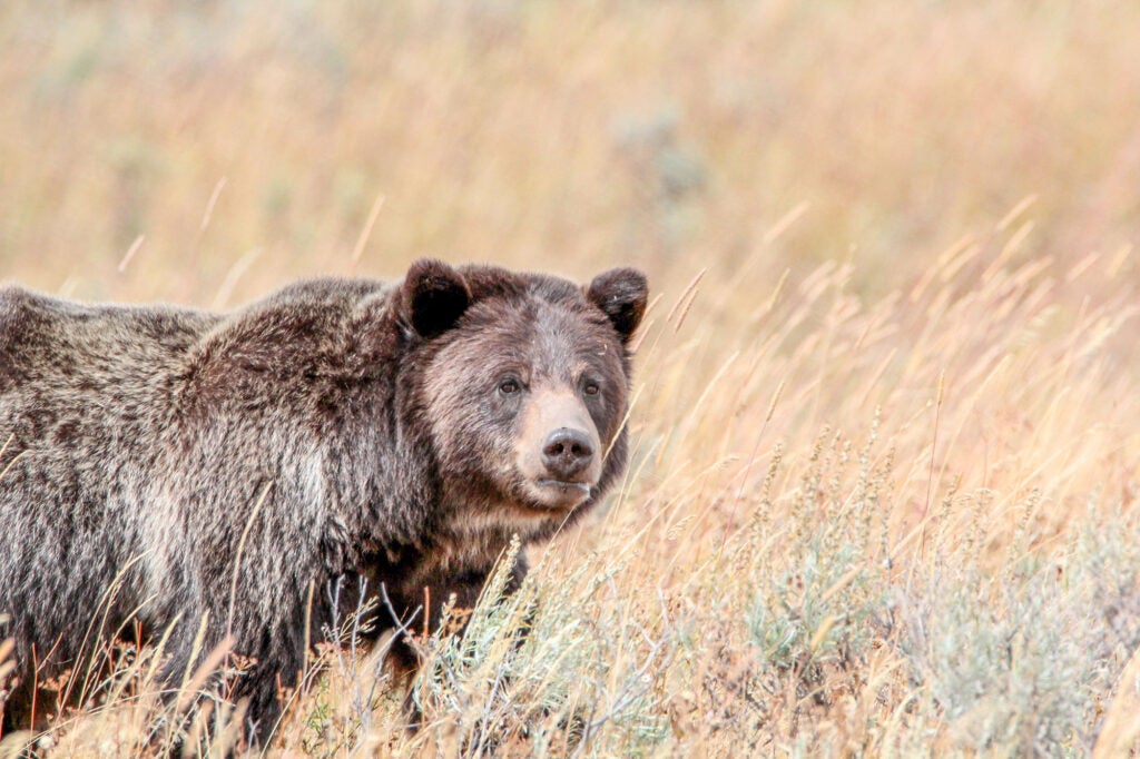 Grizzly bear near Wapiti Lake Trail in Yellowstone National Park.