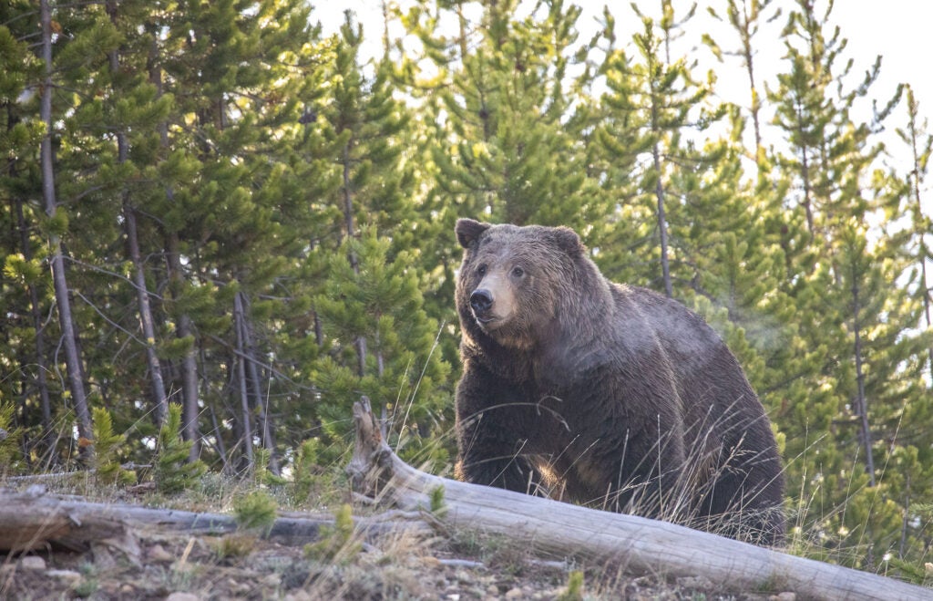 Grizzly bear in Yellowstone National Park, May 19, 2020.