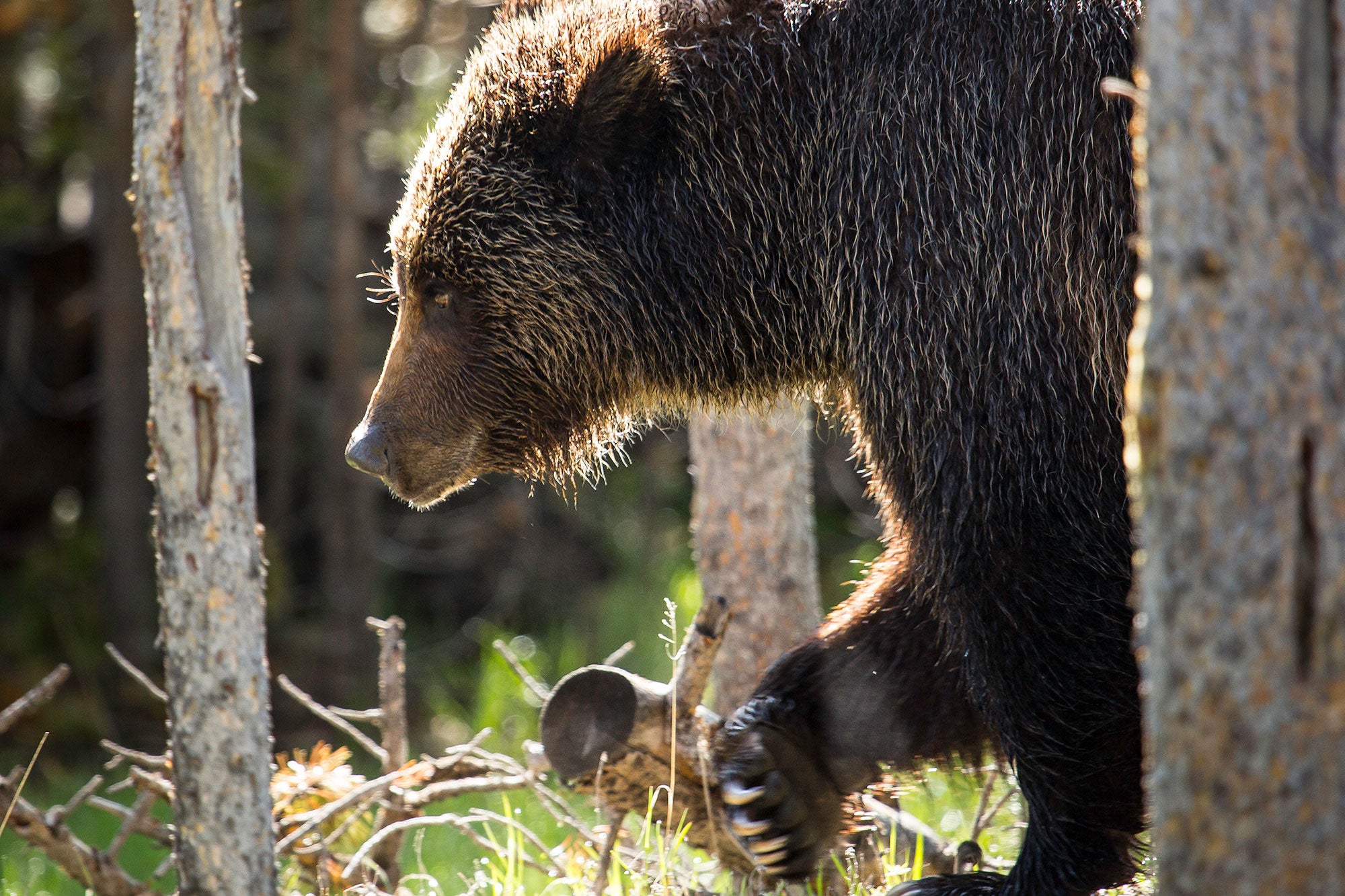 Grizzly bear near Swan Lake in Yellowstone National Park.