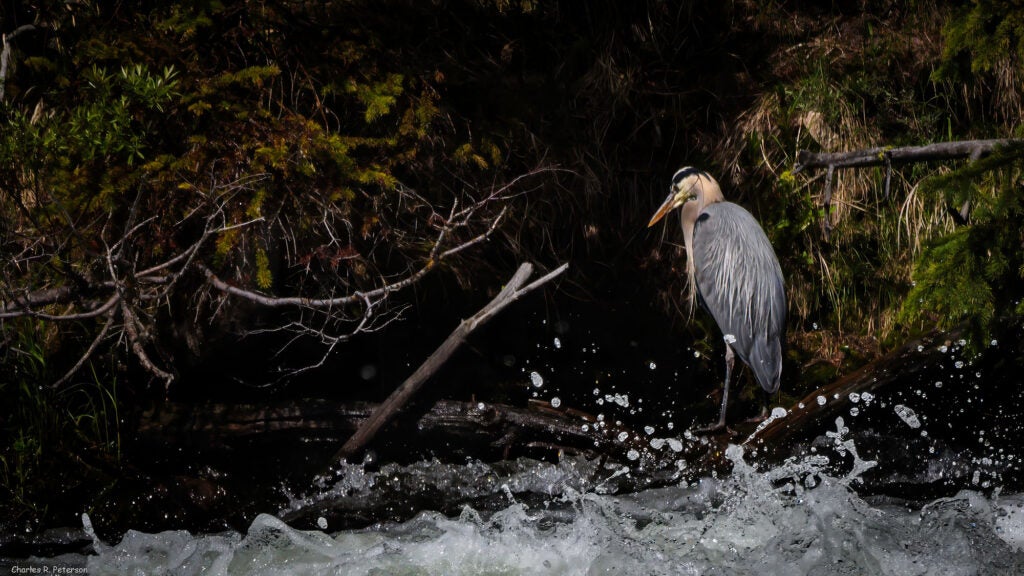 A great blue heron on the Yellowstone River. (Charles "Chuck" Peterson / CC BY-NC-ND 2.0)