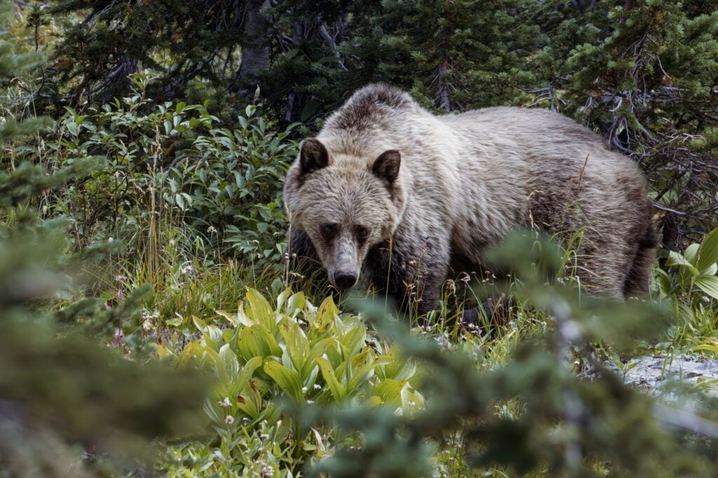 Earthjustice secured new protections for endangered grizzly bears and wolves in Idaho. (Beth Hibschman / Getty Images)