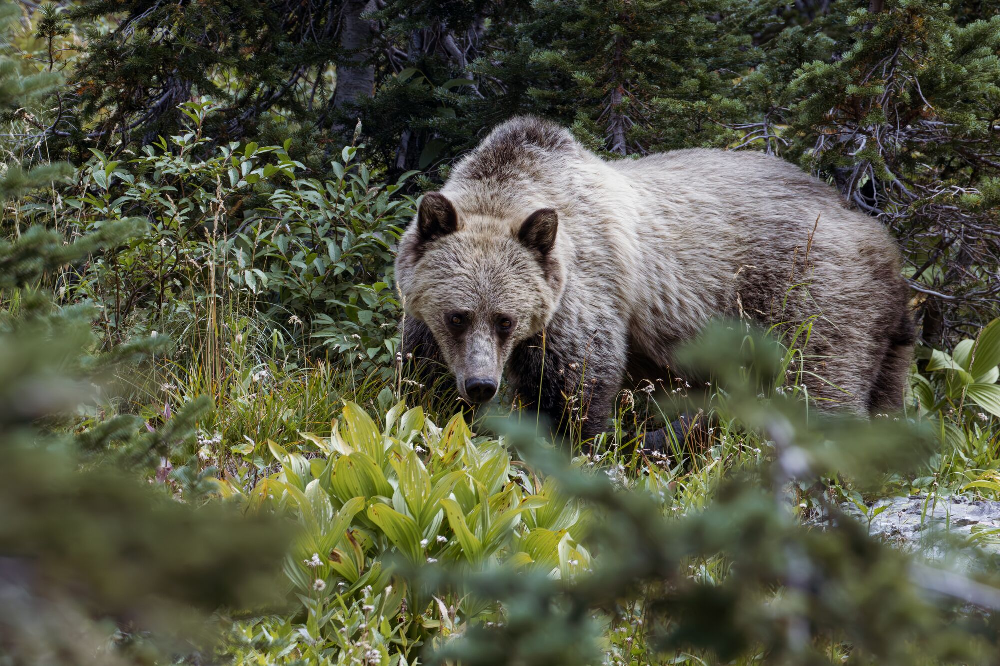 Grizzly bear in a Montana forest.