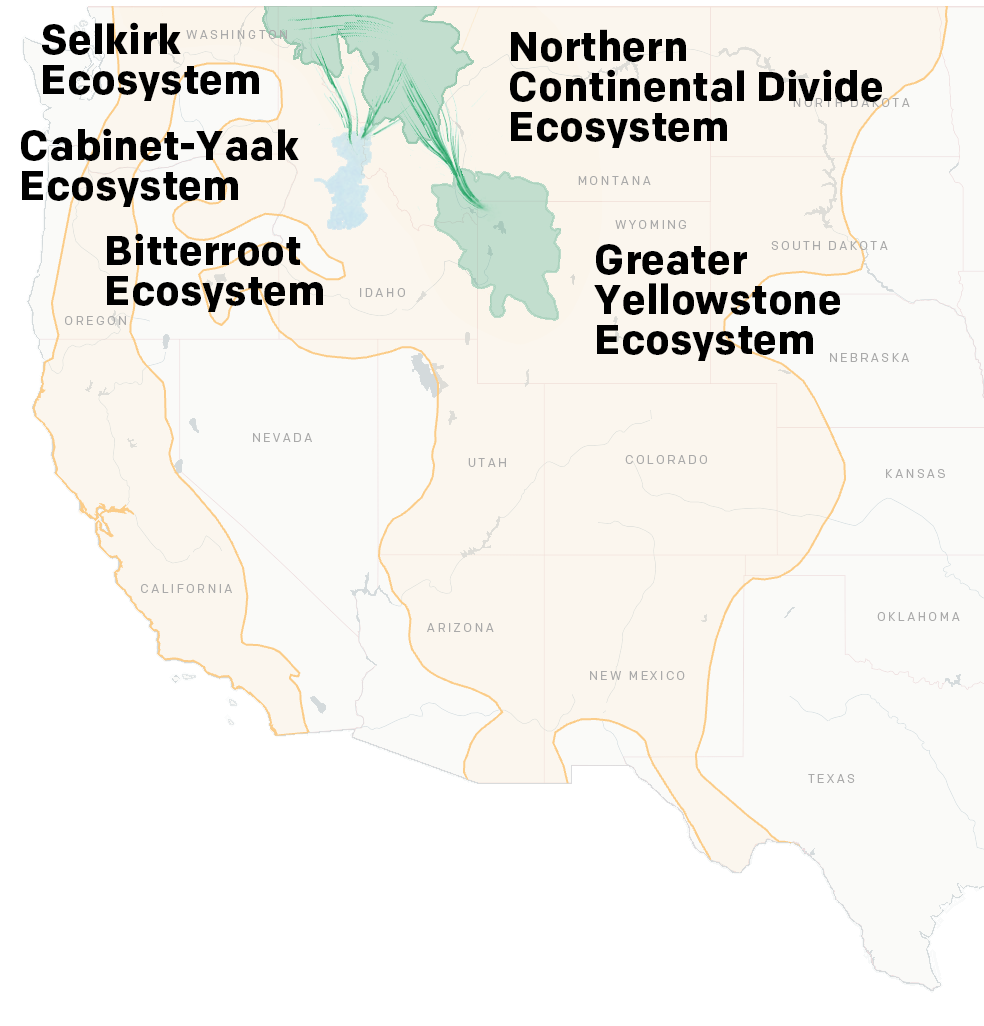 Map showing Bitterrot Ecosystem slowing become repopulated with grizzly bears.