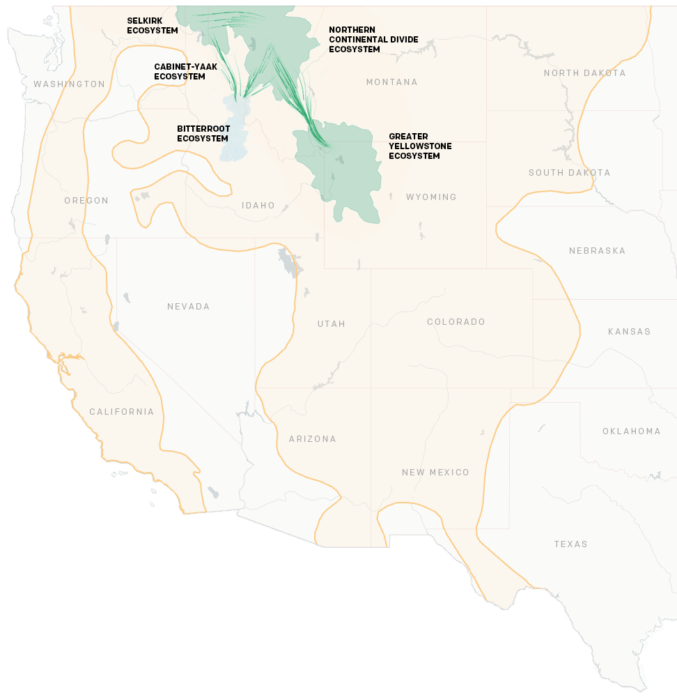 Map showing Bitterrot Ecosystem slowing become repopulated with grizzly bears.