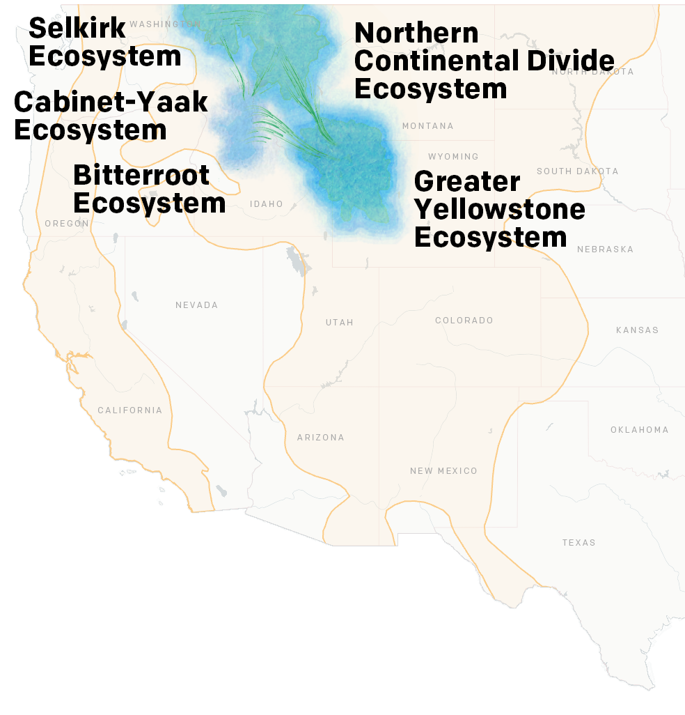 Map showing connectivity between grizzly populations and the five isolated recovery zones connected.