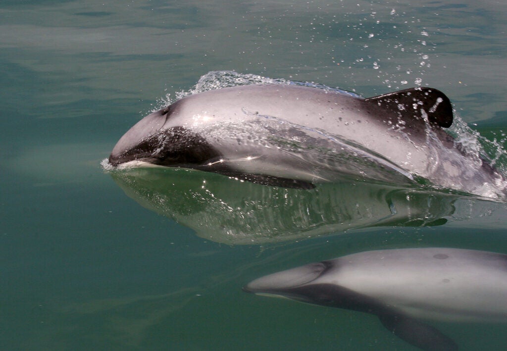 Māui dolphins photographed in New Zealand during a 2010 survey. (New Zealand Department of Conservation)