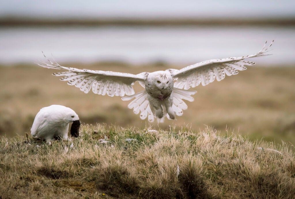 Two white owls, one on the ground in a grassy field and one just above it with its wings spread