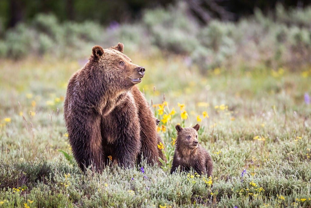 A large bear and her cub in a field of low plants and flowers.