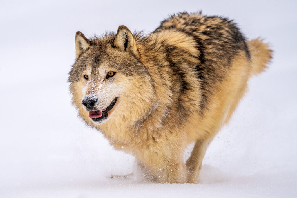 A gray wolf runs through snow in Montana. (Ibrahim Suha Derbent / Getty Images)