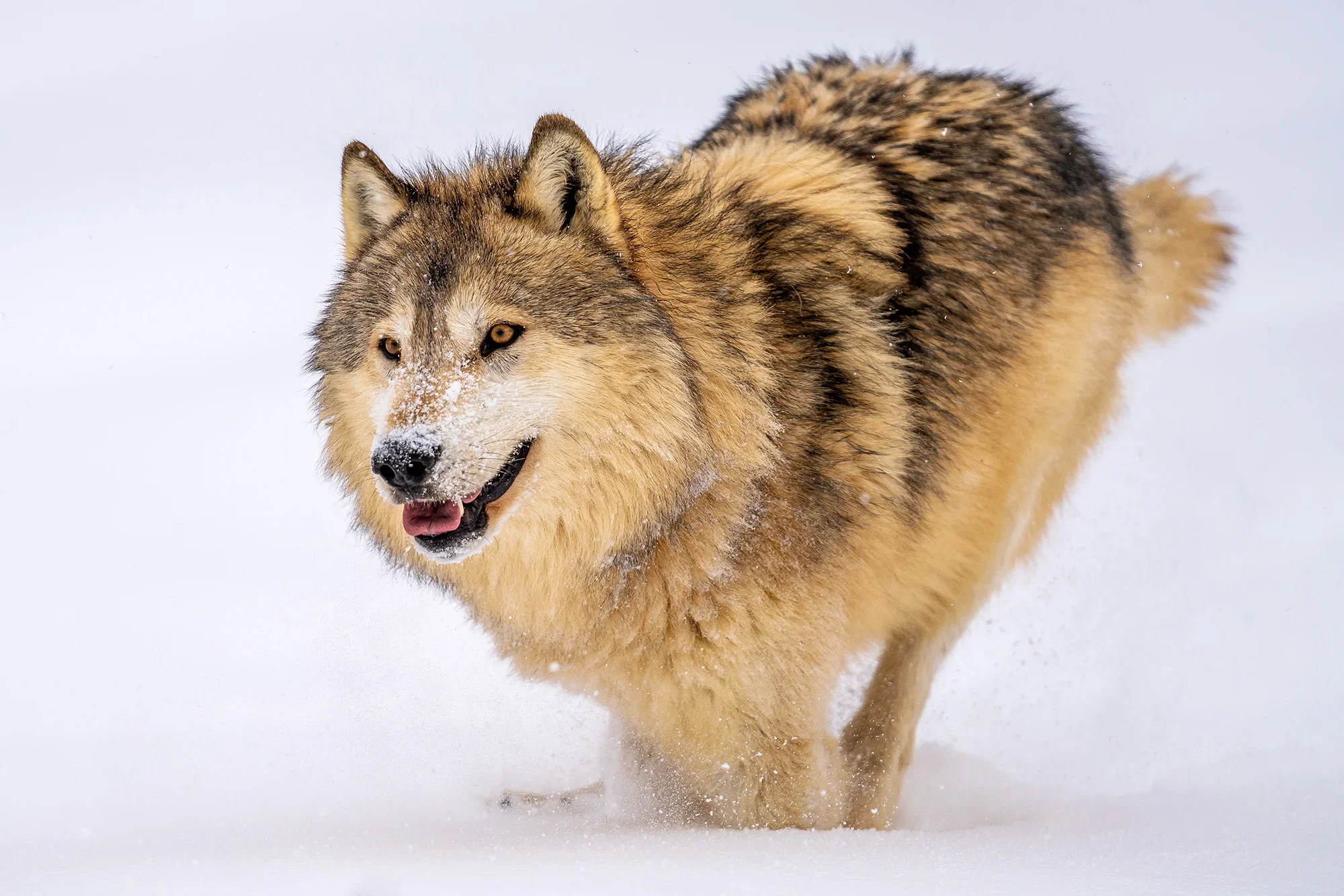 Un lobo gris corre sobre la nieve en Montana. (Ibrahim Suha Derbent/ Getty Images)